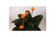 Calathea crocata tassmania 5/6 bloem in oranje pot 