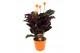 Calathea crocata tassmania 5/6 bloem in oranje pot 