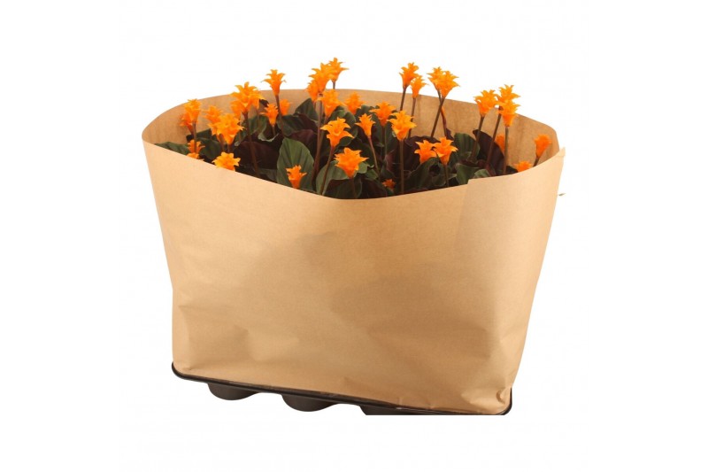 Calathea crocata tassmania 5/6 bloem papierwikkel 
