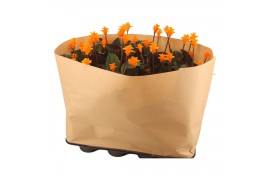 Calathea crocata tassmania 5/6 bloem papierwikkel