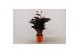 Calathea crocata tassmania 5/6 bloem papierwikkel 