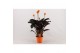 Calathea crocata tassmania 5/6 bloem papierwikkel 