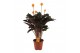 Calathea crocata 5/6 bloem basic 