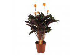 Calathea crocata 5/6 bloem basic