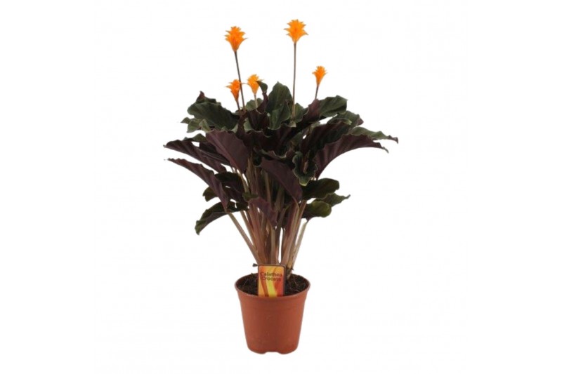 Calathea crocata 5/6 bloem basic 