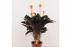 Calathea crocata 5/6 bloem basic 