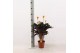Calathea crocata 5/6 bloem basic 