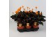Calathea crocata 5/6 bloem basic 