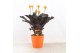 Calathea crocata tassmania 5/6 bloem in evana keramiek oranje 
