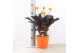Calathea crocata tassmania 5/6 bloem in evana keramiek oranje 
