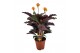 Calathea crocata tassmania 5/6 bloem 