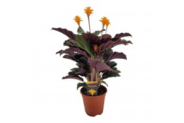 Calathea crocata tassmania 5/6 bloem