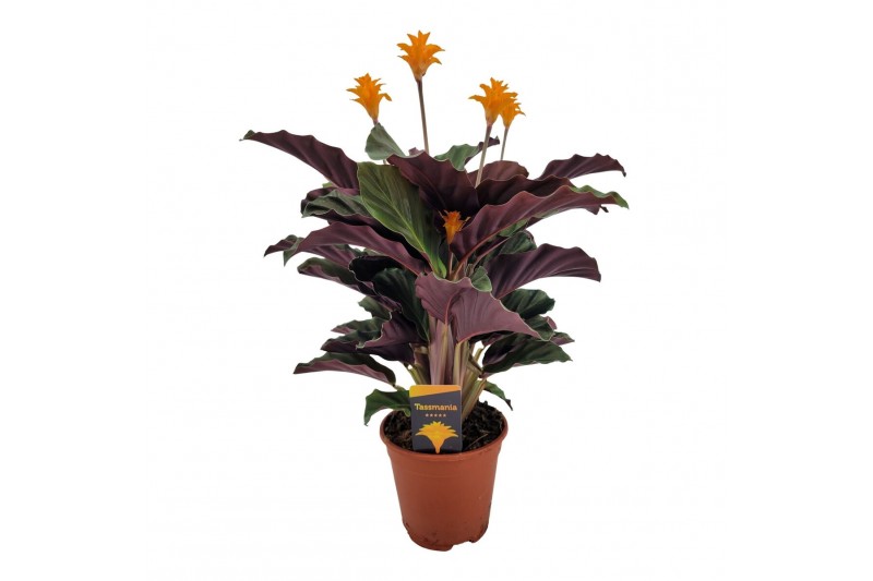 Calathea crocata tassmania 5/6 bloem 