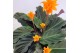 Calathea crocata tassmania 5/6 bloem 