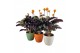 Calathea crocata tassmania 5/6 bloem in evana keramiek mix 