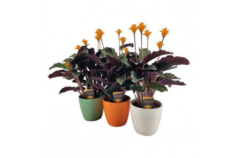 Calathea crocata tassmania 5/6 bloem in evana keramiek mix 
