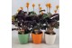 Calathea crocata tassmania 5/6 bloem in evana keramiek mix 