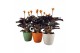 Calathea crocata tassmania 3/4 bloem in evana keramiek mix 