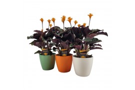 Calathea crocata tassmania 3/4 bloem in evana keramiek mix