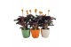 Calathea crocata tassmania 3/4 bloem in evana keramiek mix 