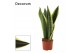 Sansevieria trifasciata night shade decorum 