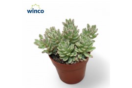 Sedum  rubro. aurora Rubrotinctum Variagata