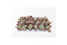 Kalanchoe thyrsiflora variagata