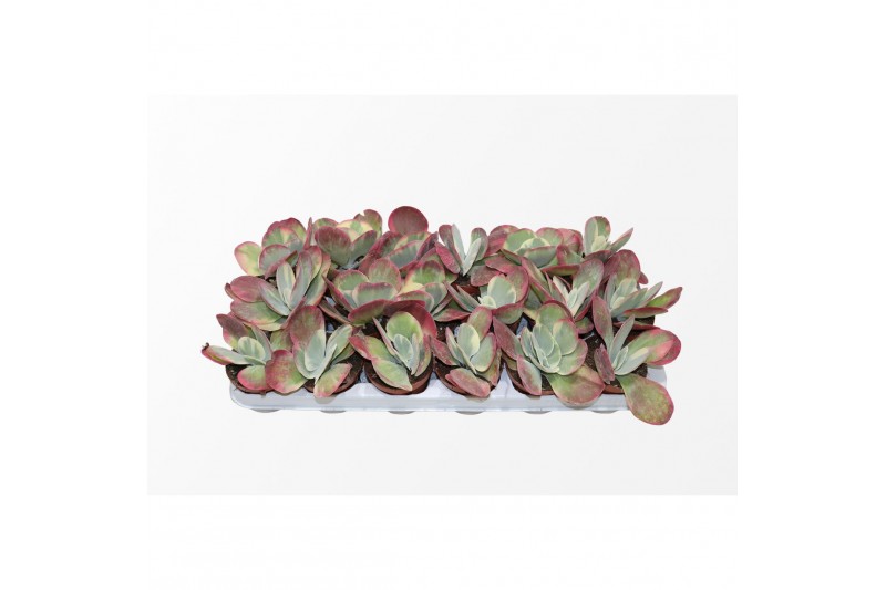 Kalanchoe thyrsiflora variagata 