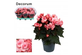 Begonia elatior du. move 2 joy pink decorum