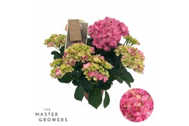 Hydrangea macr. sweet campino Roze 5-6 Bloem