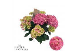 Hydrangea macr. sweet campino Roze 7-8 Bloem
