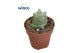 Crassula Moonglow 