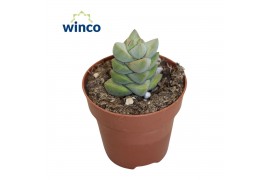 Crassula Moonglow