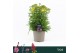 Achillea millefolium Achillea Millefolium, Milly Rock Yellow 