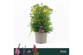 Achillea millefolium Achillea Millefolium, Milly Rock Yellow