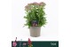 Achillea millefolium Achillea Millefolium, Milly Rock Pink 