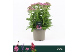 Achillea millefolium Achillea Millefolium, Milly Rock Pink