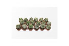 Astrophytum ornatum