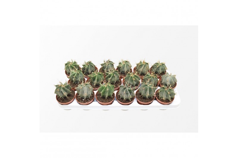 Astrophytum ornatum 