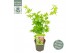 Acer palmatum going green 