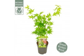 Acer palmatum going green