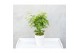 Acer palmatum going green 
