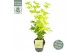 Acer palmatum going green 