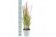 Imperata cylindrica red baron 