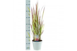 Imperata cylindrica red baron