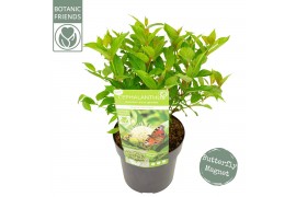 Cephalanthus occidentalis magical moonlight