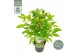 Cephalanthus occidentalis magical moonlight 