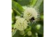 Cephalanthus occidentalis magical moonlight 