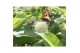 Cephalanthus occidentalis magical moonlight 
