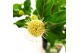 Cephalanthus occidentalis magical moonlight 